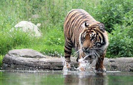 Få rabat i Aalborg Zoo